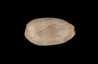 藏品(雨絲寶螺)的圖片